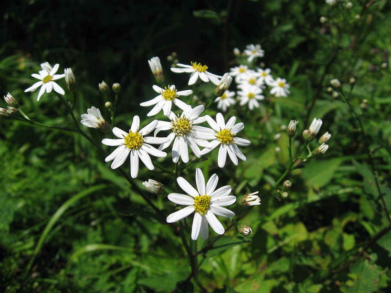 Korean Aster