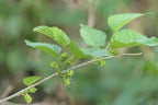 Mulberry 'Ivory'