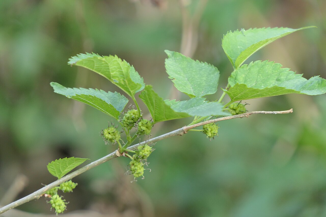 Mulberry 'Ivory'