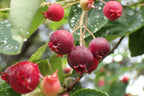 Canadian Serviceberry