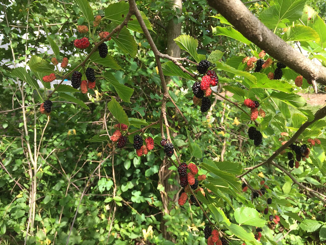 Mulberry 'Capsrum'