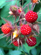 Japanese Wineberry