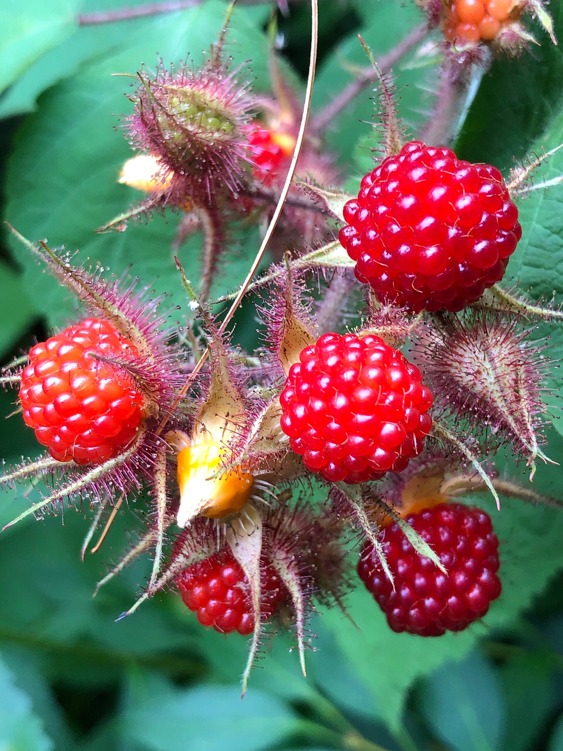 Japanese Wineberry