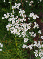 Sneezewort