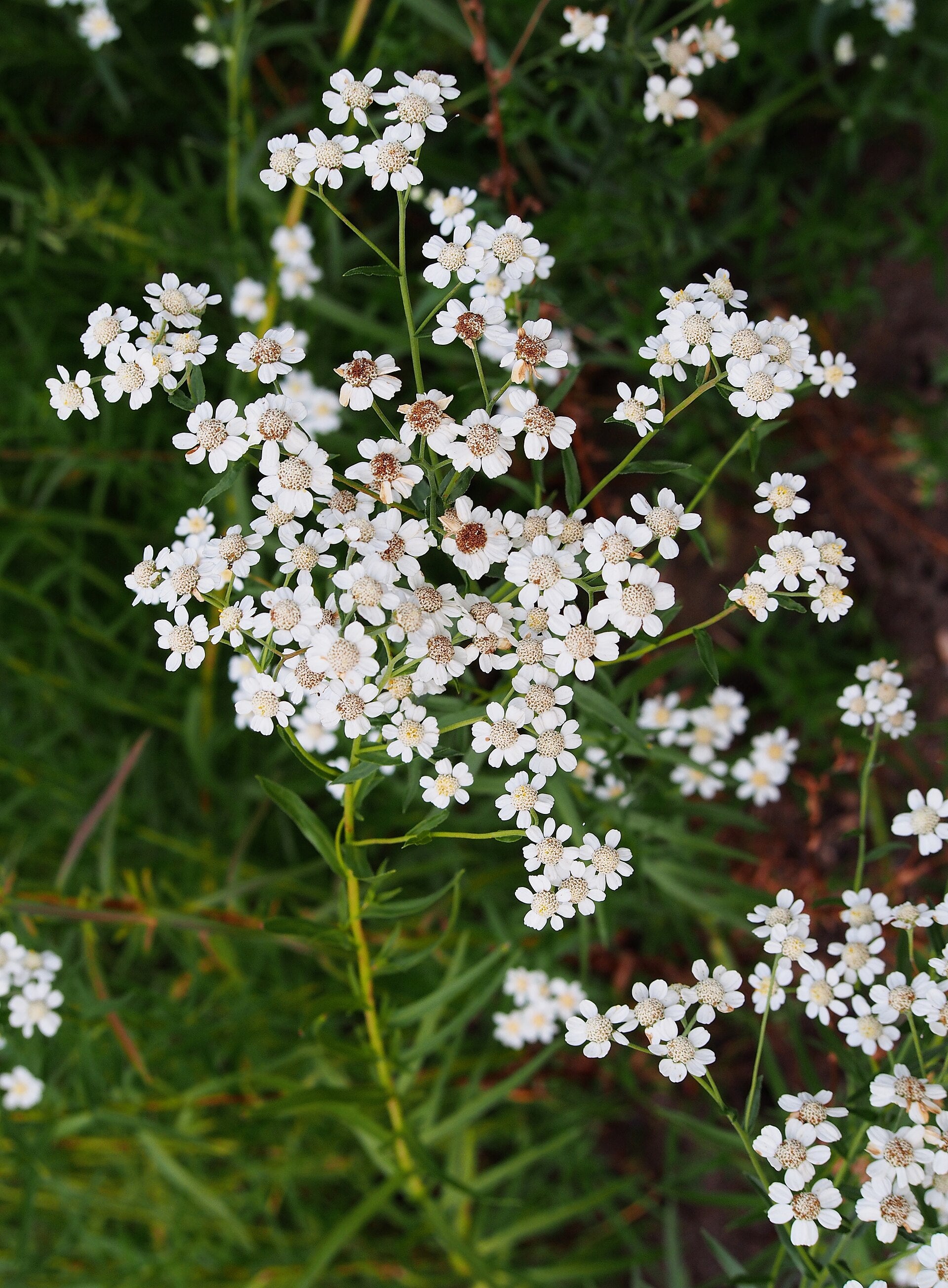 Sneezewort