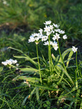 Neapolitan Garlic