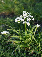 Neapolitan Garlic