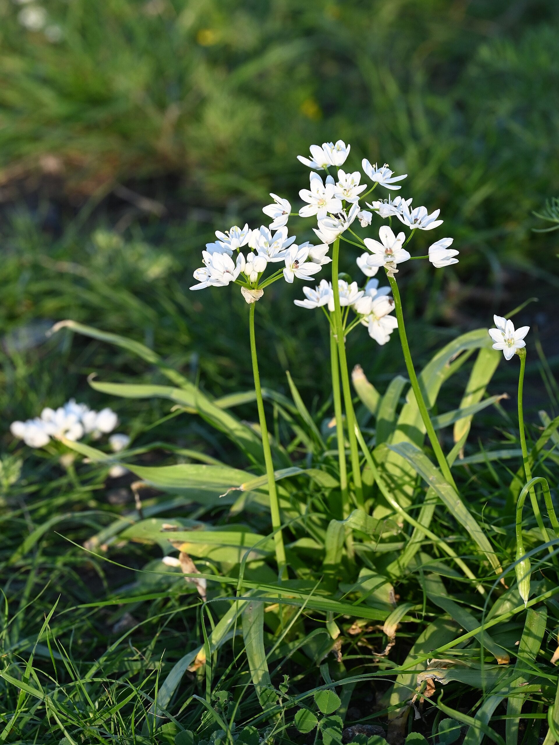 Neapolitan Garlic
