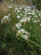 Garlic Chives