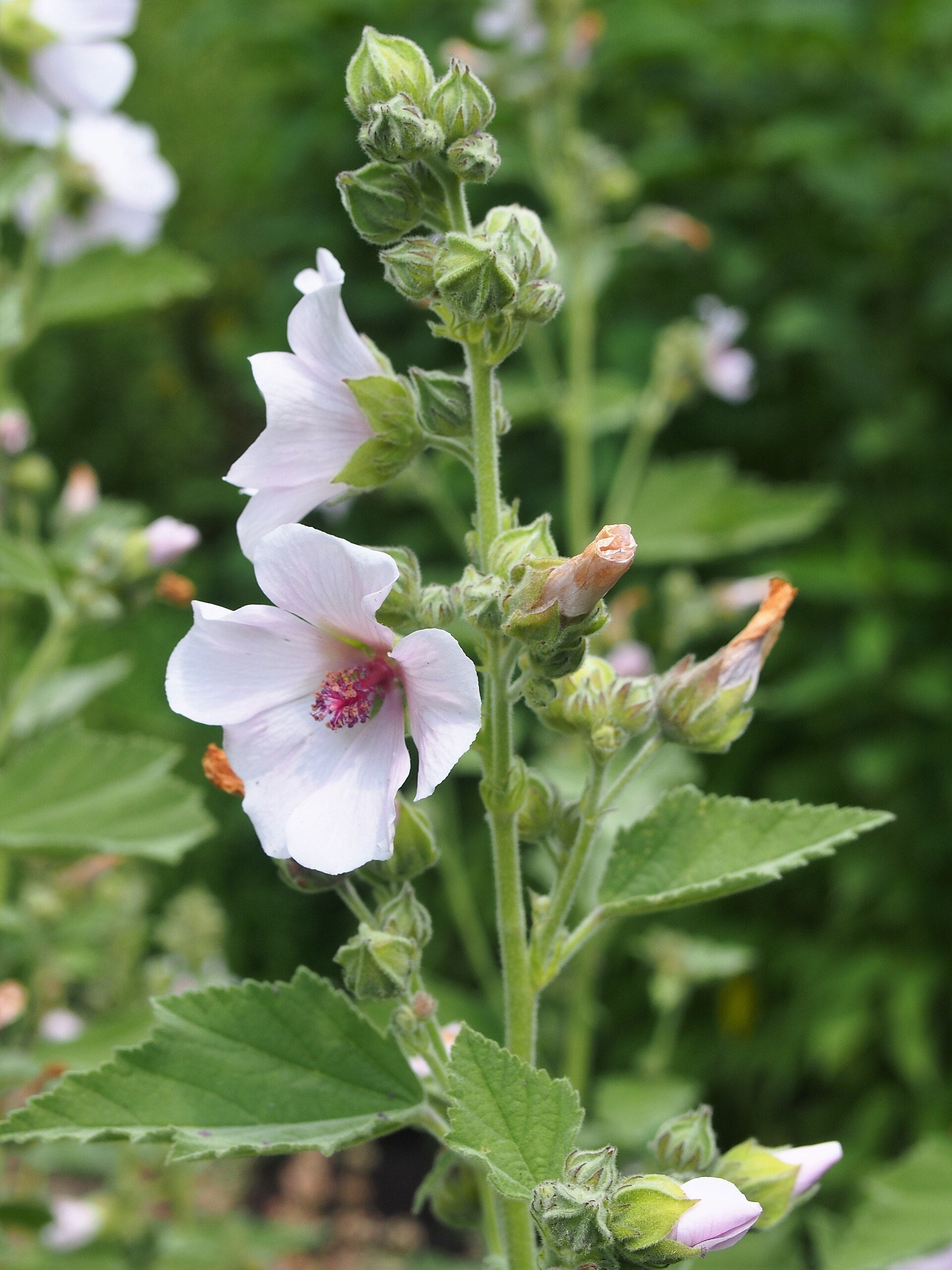 Marsh Mallow