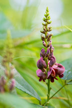 Hopniss 'Nutty'