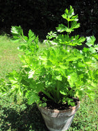 Wild Celery