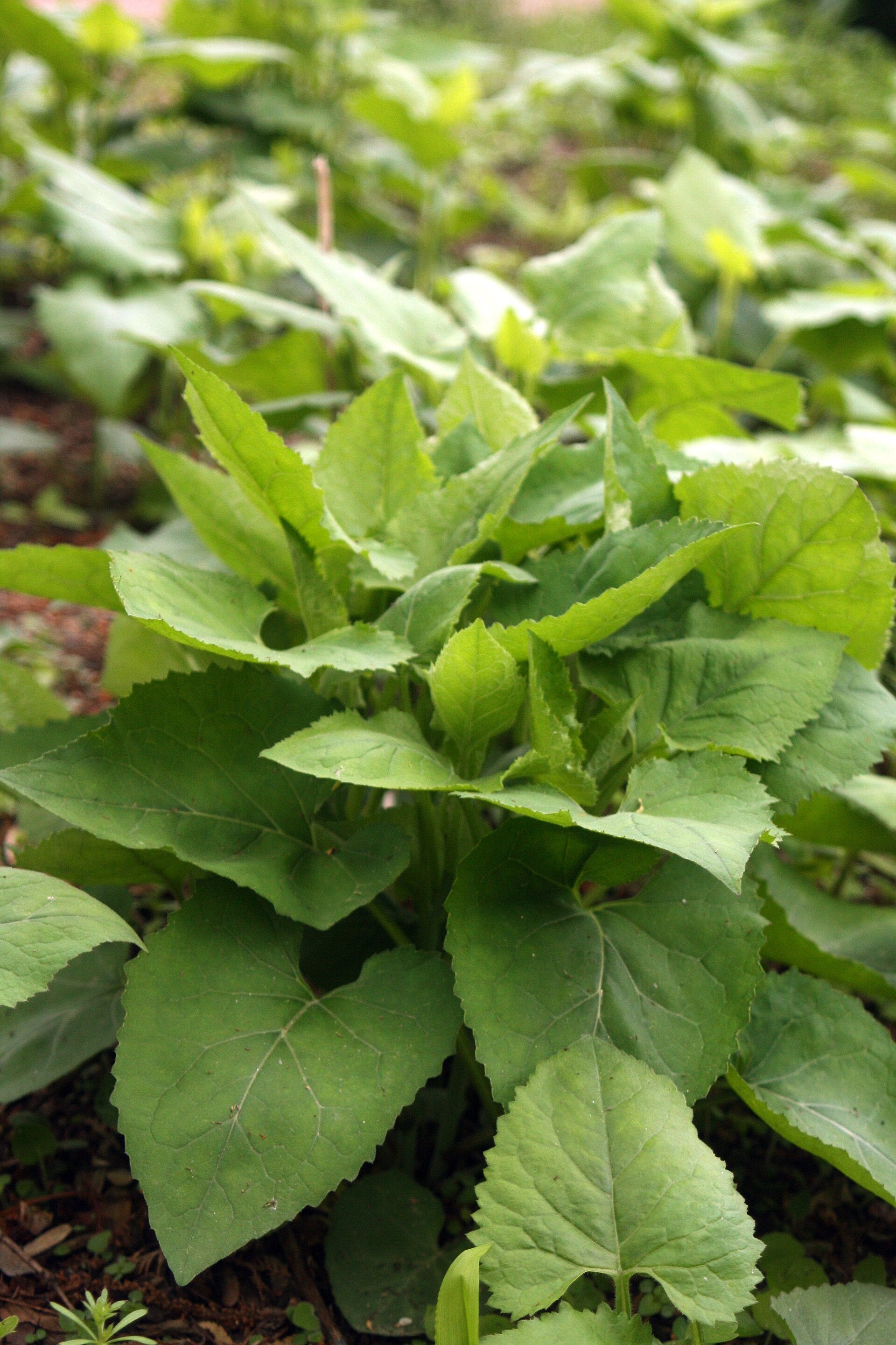 Korean Aster