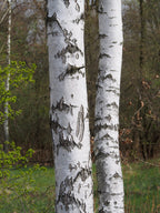 Silver Birch