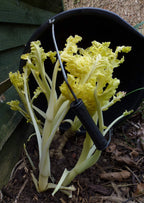 Sea Kale 'Lily White'