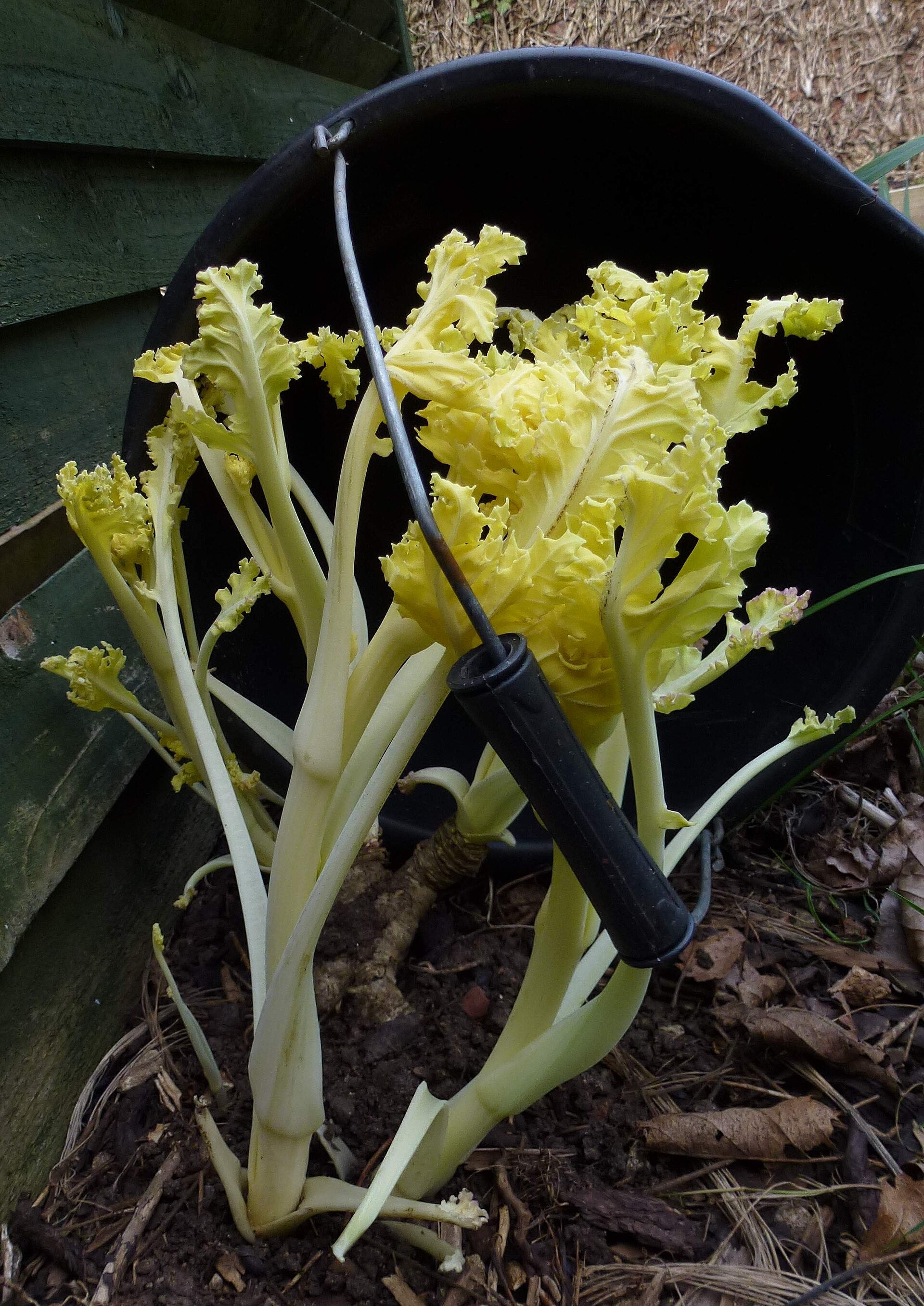 Sea Kale 'Lily White'