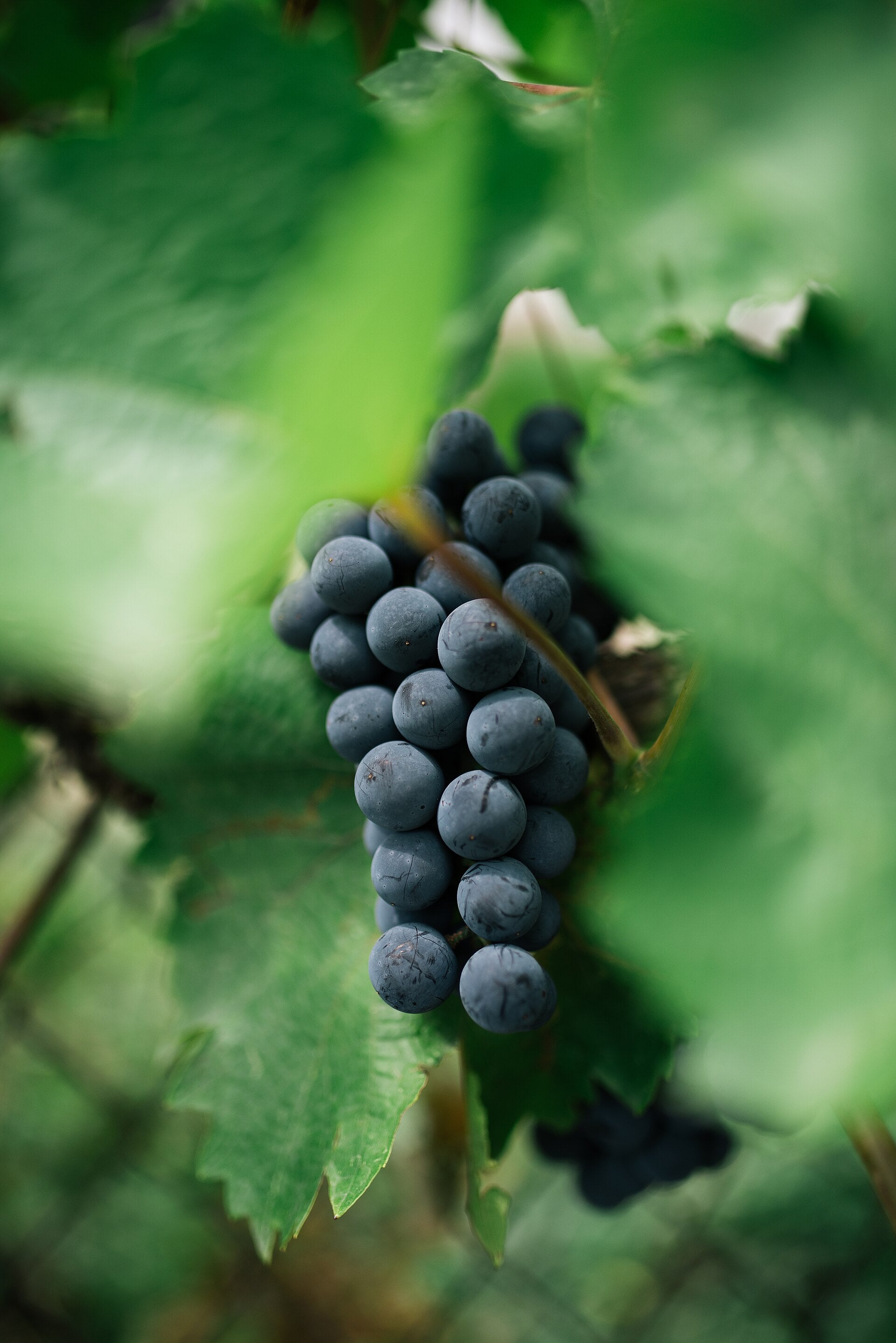 Grape 'Gagarin'