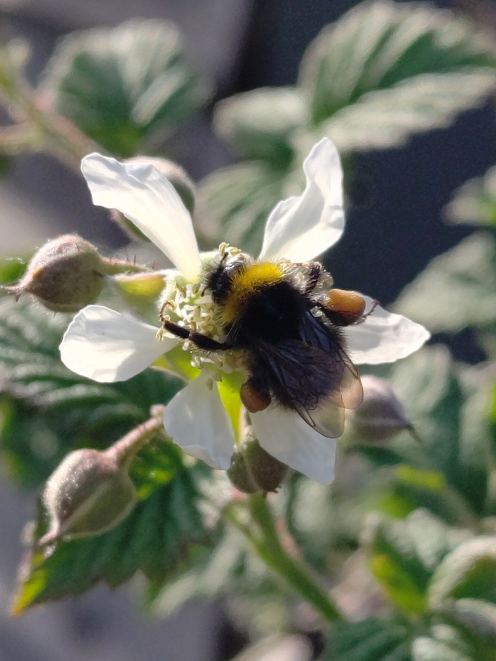 Tayberry 'Medana'