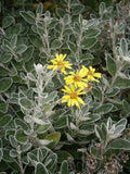 Senecio 'Sunshine'