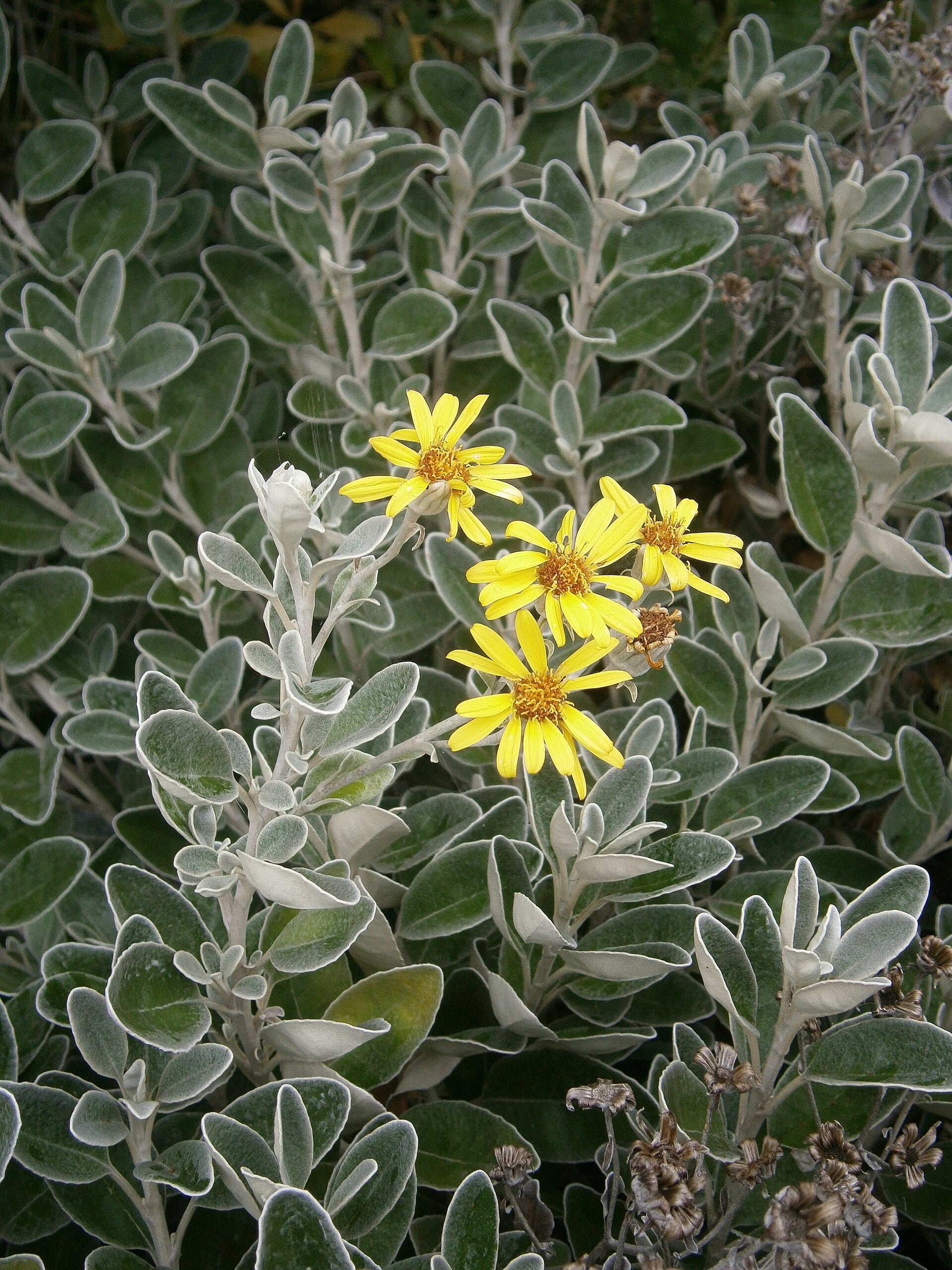 Senecio 'Sunshine'