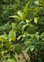 Cathay Quince