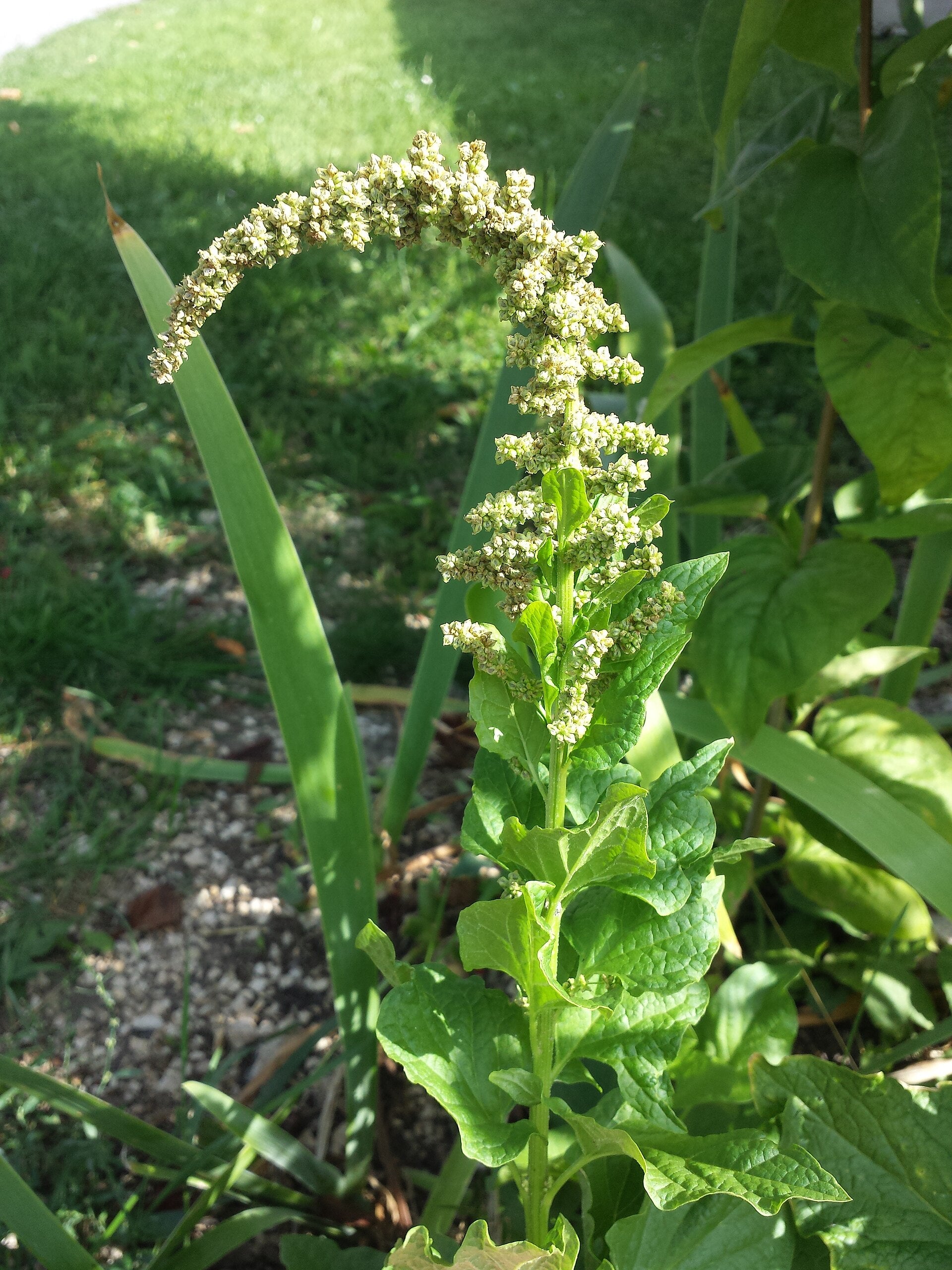 Good King Henry