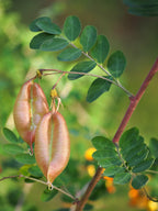 Bladder Senna