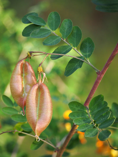 Bladder Senna