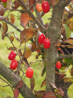 Cornelian Cherry