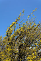 Cornelian Cherry