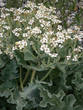 Sea Kale 'Lily White'