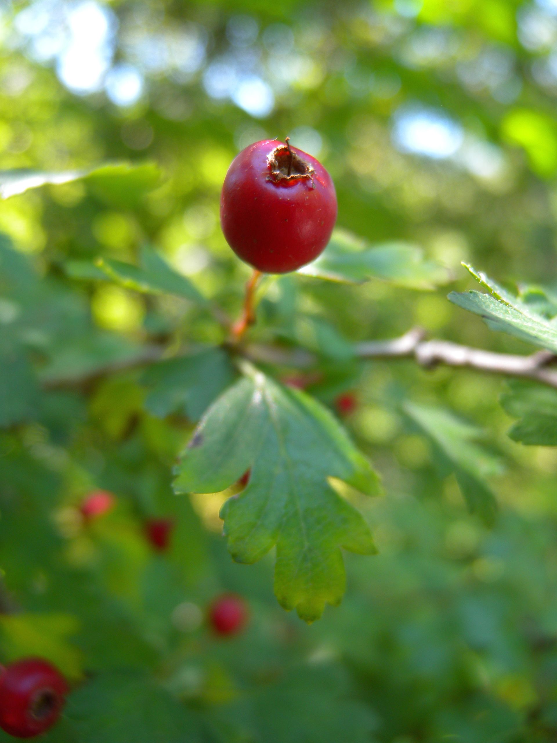 Hawthorn 'Gemosa'