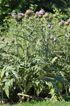 Cardoon 'Porto Spineless'