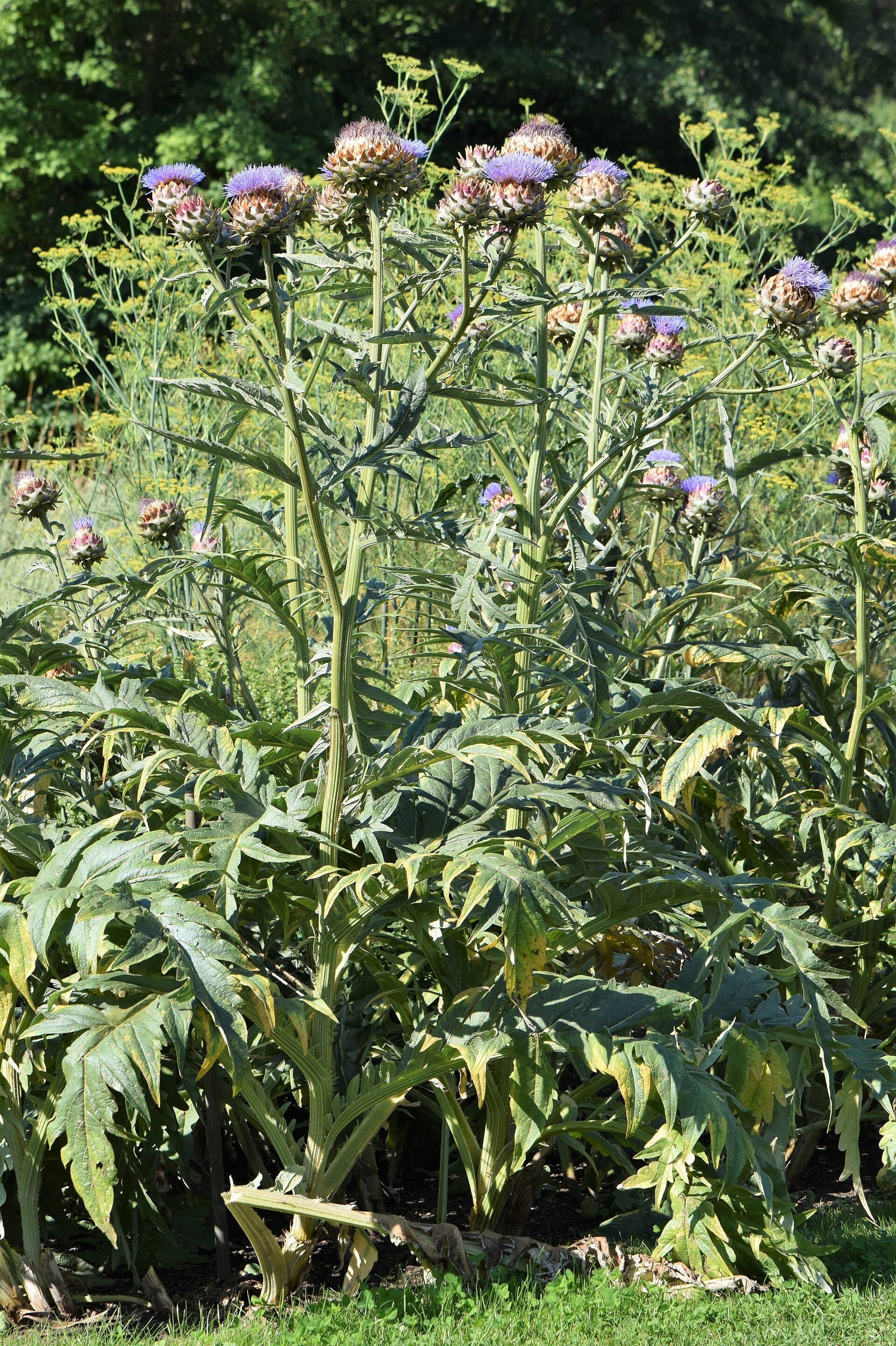 Cardoon 'Porto Spineless'