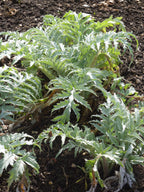 Globe Artichoke 'Green Globe'
