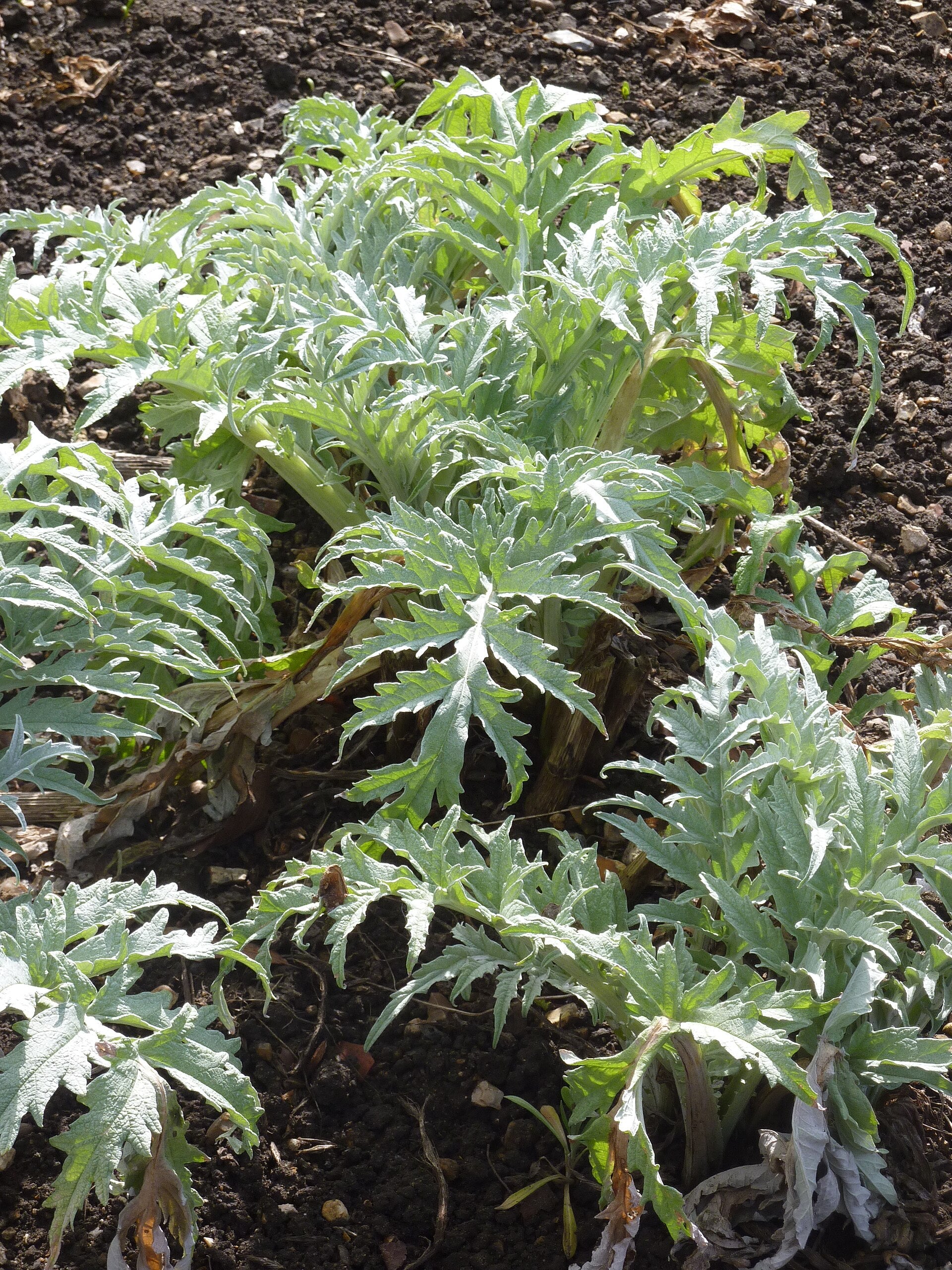 Globe Artichoke 'Green Globe'
