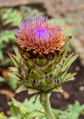 Cardoon 'Porto Spineless'