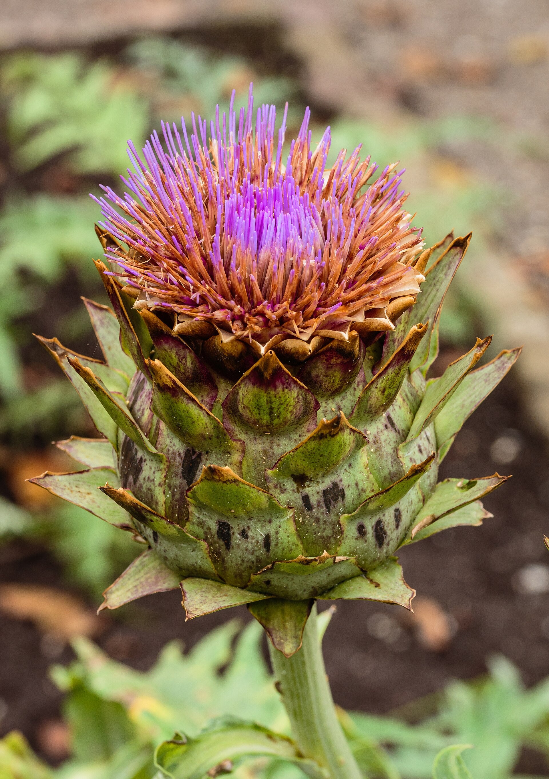 Cardoon 'Porto Spineless'