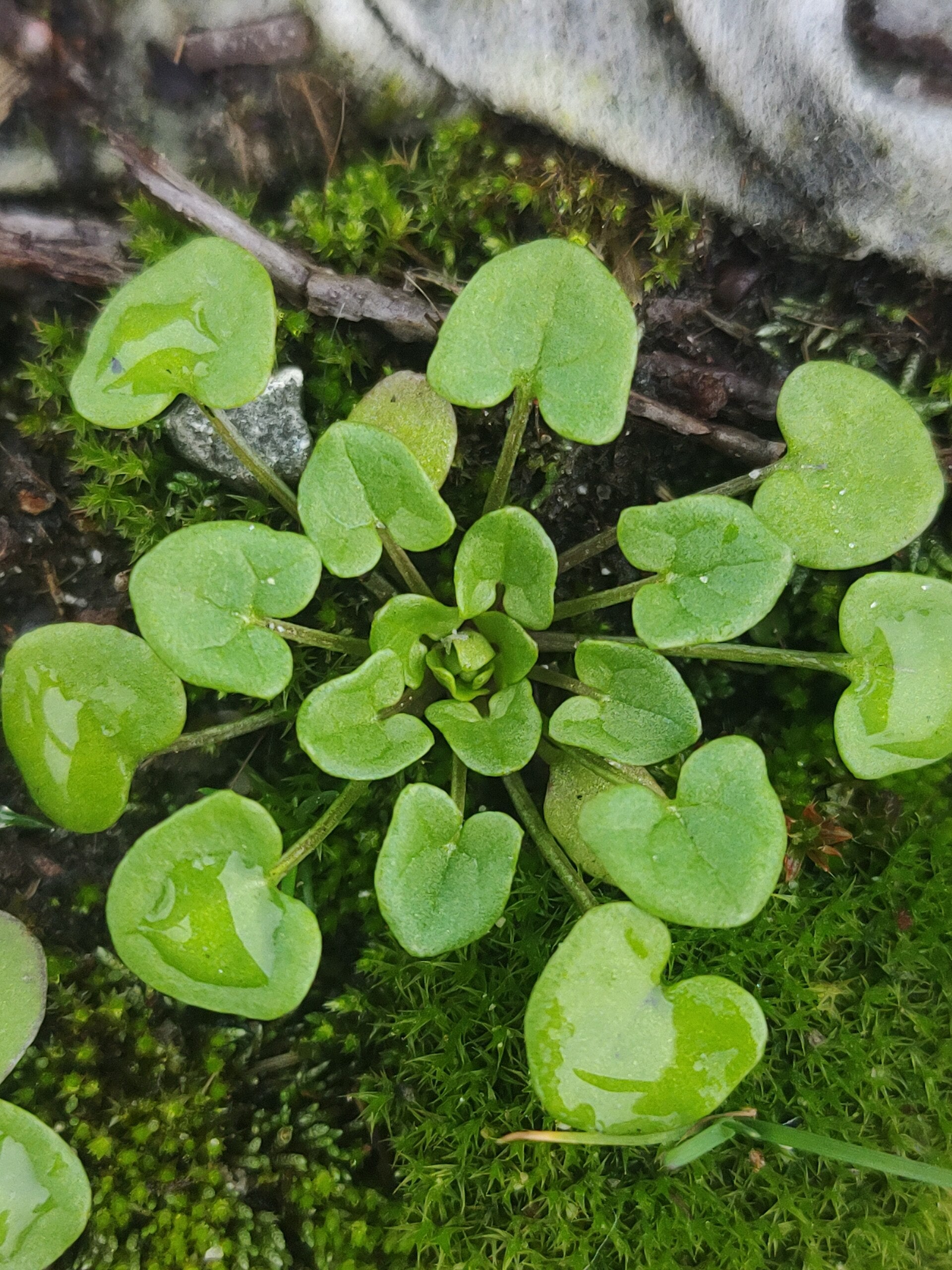 Danish Spoonwort