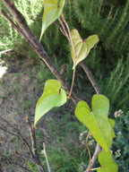 Japanese Yam