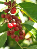 Autumn Olive 'Big Red'