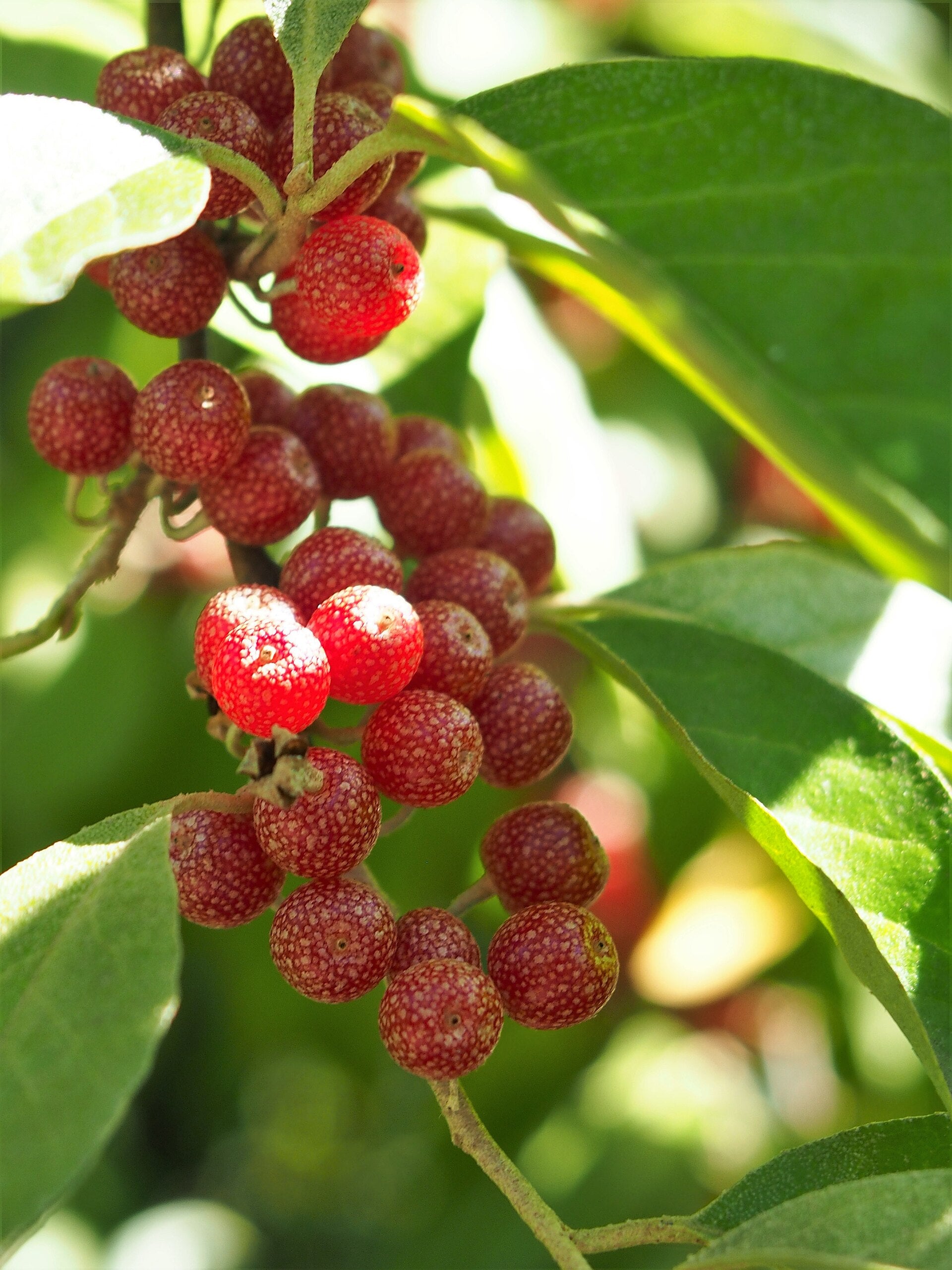 Autumn Olive 'Big Red'