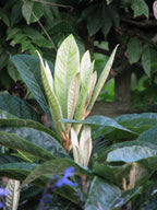 Loquat 'Oliver'