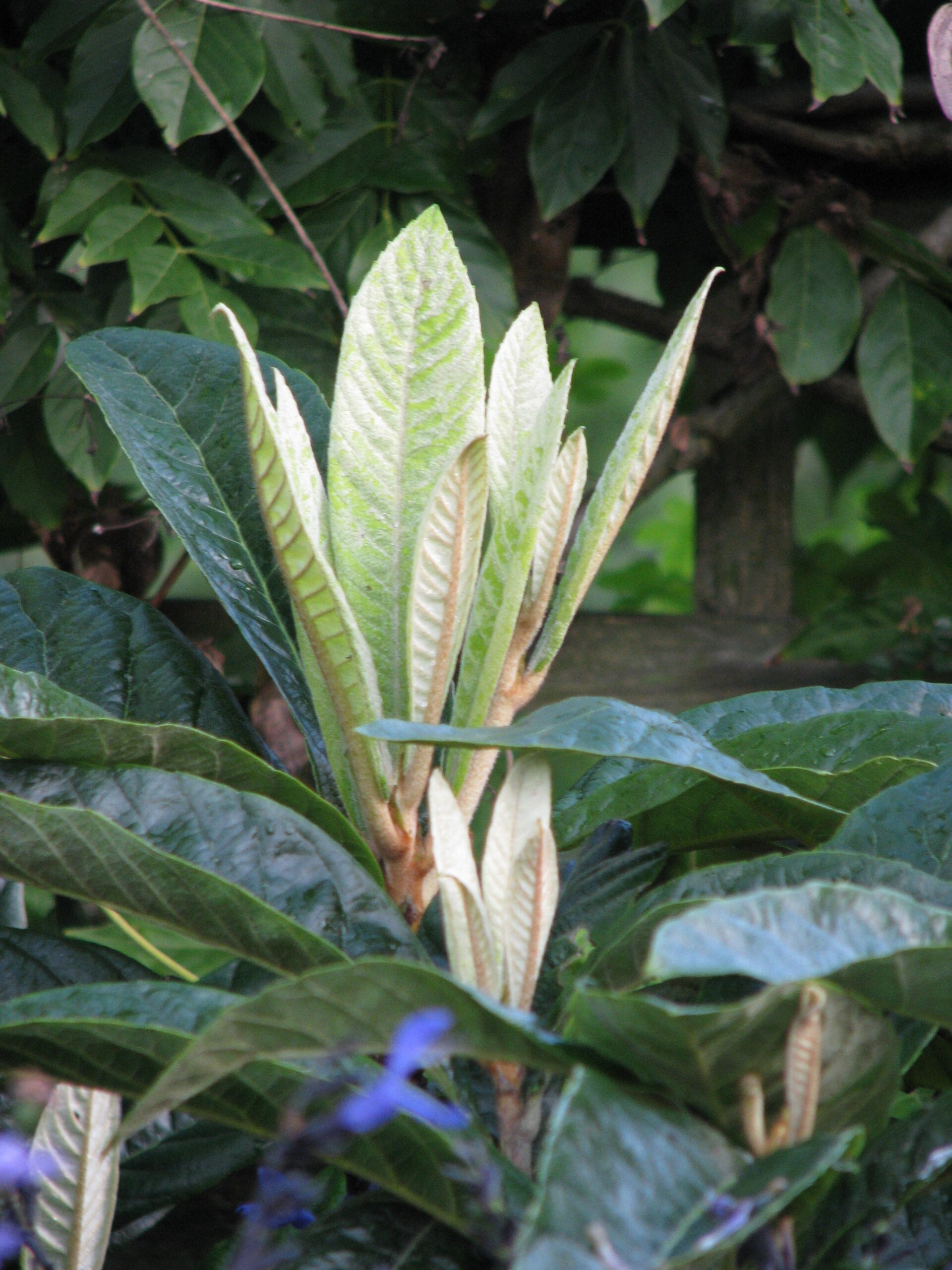 Loquat 'Oliver'