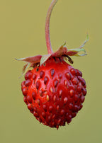 Alpine Strawberry 'Mignonette'