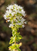 Himalayan Oregano