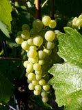 Grape 'Chardonnay'