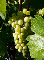 Grape 'Chardonnay'