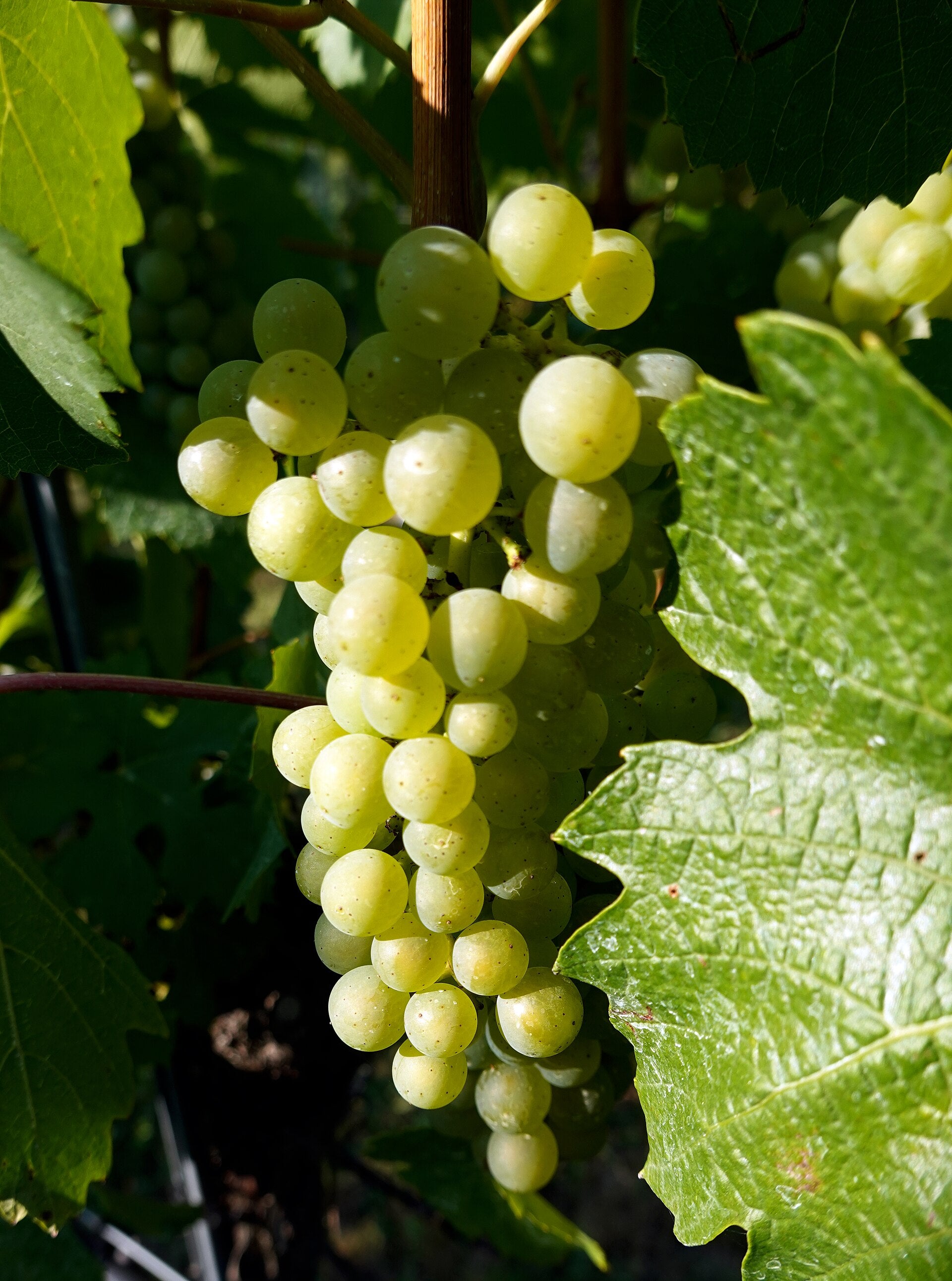 Grape 'Chardonnay'