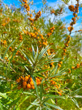 Sea buckthorn 'Friesdorfer Orange'